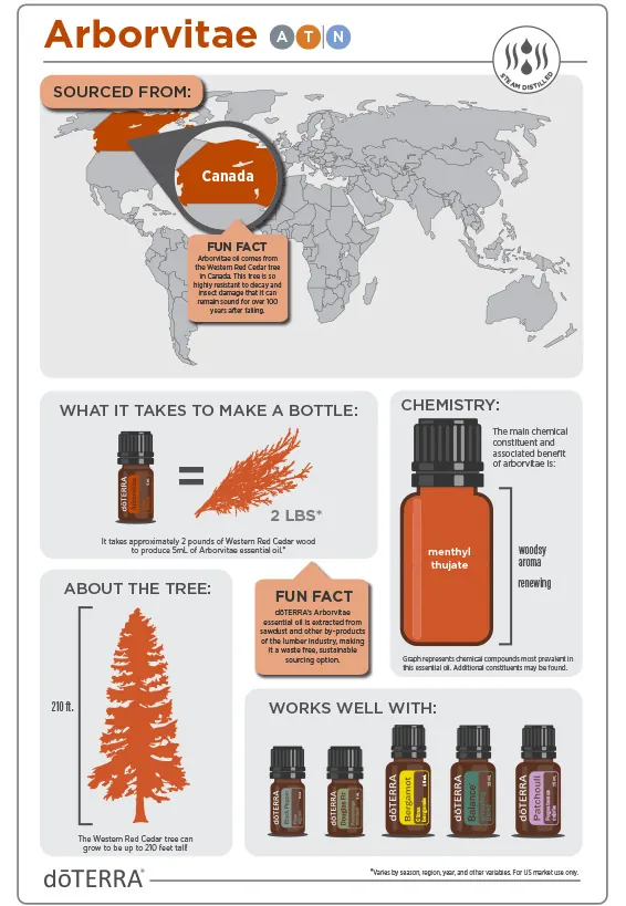 doTERRA Arborvitae essential oil Infographic