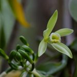 Vanilla Absolute Vanilla flower with unopened bud