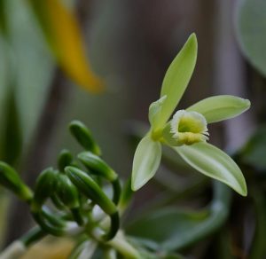 Vanilla Absolute Vanilla flower with unopened bud