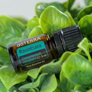 doTERRA AU/NZ Ravintsara essential oil 5mL doTERRA AU/NZ Ravintsara (Cinnamomum camphora) essential oil 5mL