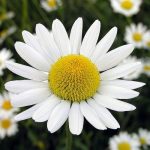 German / Blue Chamomile German Chamomile / Blue Chamomile (Matricaria Chamomilla)