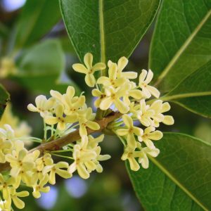 Osmanthus Fragrans flower Osmanthus Fragrans flower
