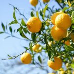 Yuzu (Citrus Junos) Yuzu Fruit (Citrus Junos)