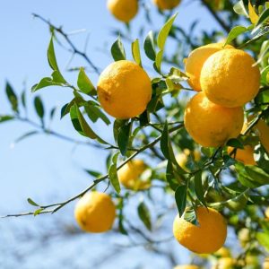 Yuzu Fruit (Citrus Junos) Yuzu Fruit (Citrus Junos)