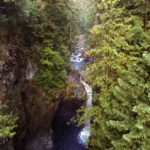 sourcing doterra arborvitae