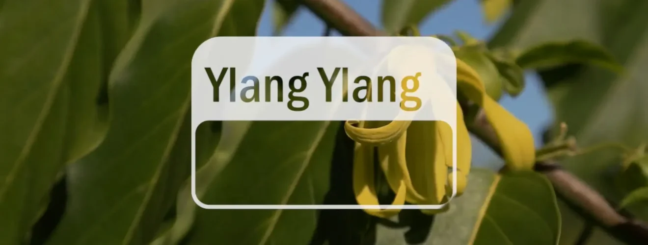 Where does doTERRA Ylang Ylang essential oil come from?